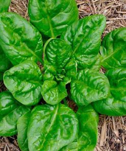 Hạt Giống Rau Cải Bó Xôi