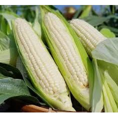 100gr Hạt Giống Ngô Nếp, Bắp Nếp - Chịu Nhiệt Tốt, Dễ Trồng, Năng Suất Cao