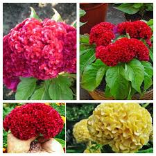 Hạt Giống Hoa Mào Gà Búa Mix Nhiều Màu – 100 Hạt Giống Hoa Đẹp, Dễ Trồng, Siêu Sai Hoa