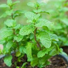 Hạt Giống Rau Thơm Húng Bạc Hà ( Húng Lủi ) Thơm Ngon Dễ Nảy Mầm Gói 100 Hạt