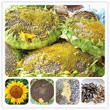 Hạt Giống Hướng Dương Khổng Lồ Ăn Hạt – 100 Hạt Giống Nảy Mầm Cao, Dễ Trồng, Sai Hoa To
