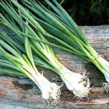 HẠT GIỐNG HÀNH LÁ (HÀNH HƯƠNG) CAO SẢN 1gr