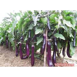 HẠT CÀ TÍM DÀI CAO SẢN 30 hạt