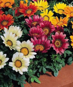 Hạt Giống Hoa Cúc Huân Chương Mix Màu – 100 Hạt Giống Siêu Đẹp, Lâu Tàn, Dễ Trồng