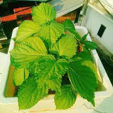 [ Bán sỉ ] 1kg Hạt Giống Tía Tô Xanh - Chịu Nhiệt Tốt, Dễ Trồng, Năng Suất Cao