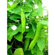 Hạt giống đậu rồng (đậu khế) cao sản, ngon giòn