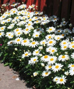 Hạt Giống Hoa Cúc Chi Trắng – Cúc Hoạ Mi – 100 Hạt Giống Trắng Tinh Khôi, Dễ Trồng