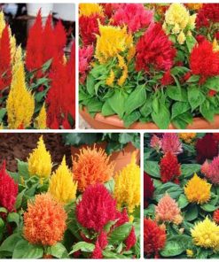 Hạt Giống Hoa Mào Gà Lửa Mix Màu – 100 Hạt Giống Đẹp Độc Đáo, Bền Lâu, Dễ Trồng