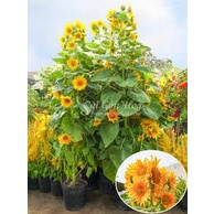 Hạt Giống Hoa Hướng Dương Tháp Nhiều Bông – 100 Hạt Giống Dễ Trồng, Hoa To, Sai Bông