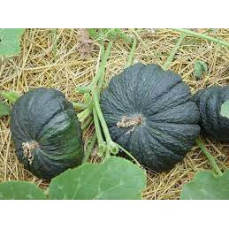 Hạt giống Bí Đỏ Da Cóc Đặc Ruột, Dẻo Ngọt 5 Hạt