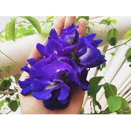 Hạt Giống Hoa Đậu Biếc – 20 Hạt Giống Dây Leo Xanh Tím, Vừa Đẹp Vừa Dùng Được