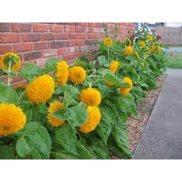 Hạt Giống Hoa Hướng Dương Xù – 50 Hạt Giống Độc Lạ, Hoa To Bông Dày, Dễ Trồng