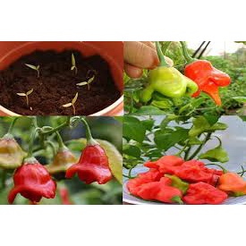Hạt giống Ớt hoa hồng 30 hạt
