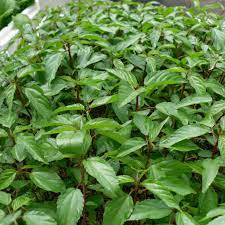 [ Bán sỉ ] 1kg Hạt Giống Rau Đay Đỏ - Chịu Nhiệt Tốt, Dễ Trồng, Năng Suất Cao