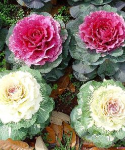 Hạt Giống Hoa Bắp Cải Cảnh – 50 Hạt Giống Độc Lạ, Nhiều Màu, Trang Trí Sân Vườn Đẹp