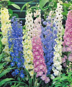 Hạt Giống Hoa Phi Yến Mix Màu – 100 Hạt Giống Siêu Đẹp, Thanh Thoát, Dễ Trồng