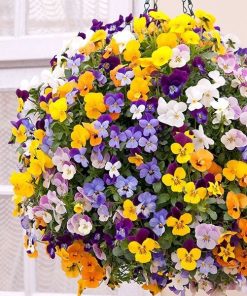 Hạt Giống Hoa Cánh Bướm Viola Mix – 100 Hạt Giống Nhiều Màu, Hoa Đẹp Lạ, Dễ Trồng