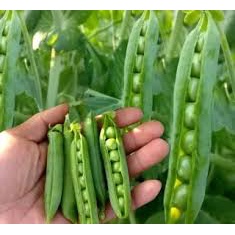 [ Bán sỉ ] 1kg Hạt Giống Đậu Hà Lan - Chịu Nhiệt Tốt, Dễ Trồng, Năng Suất Cao