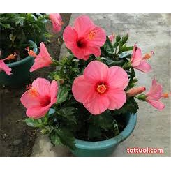 Hạt Giống Hoa Dâm Bụt Mỹ Mix Màu – 100 Hạt Giống Lạ, Hoa To Rực Rỡ, Dễ Trồng