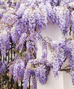 Hạt Giống Hoa Tử Đằng Thân Gỗ 5 Hạt - Hoa Leo Đẹp, Sắc Tím Mộng Mơ