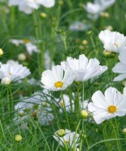 Hạt Giống Hoa Sao Nhái Trắng 200 Hạt - Hoa Thanh Khiết, Dễ Trồng, Nở Sai Quanh Năm