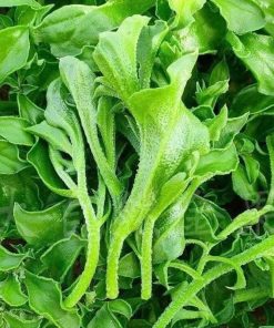 HẠT GIỐNG RAU BÔNG TUYẾT F1 – RAU KIM CƯƠNG SIÊU HOT, NHẬP NGUYÊN GÓI TỪ ĐÀI LOAN