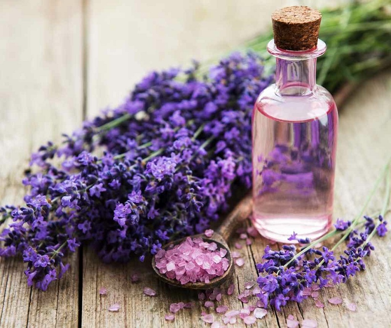 hat-giong-hoa-lavender (11)