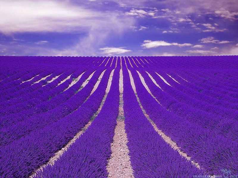 hat-giong-hoa-lavender (30)