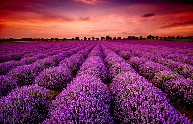 Sky Sunset Summer Field Lavender Beautiful Fields Wallpapers