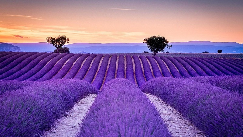 hat-giong-hoa-lavender (53)