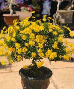 Hạt Giống Cúc Thân Gỗ – Loài Hoa Lâu Năm Độc Đáo, Hoa Vàng Sai Quanh Năm