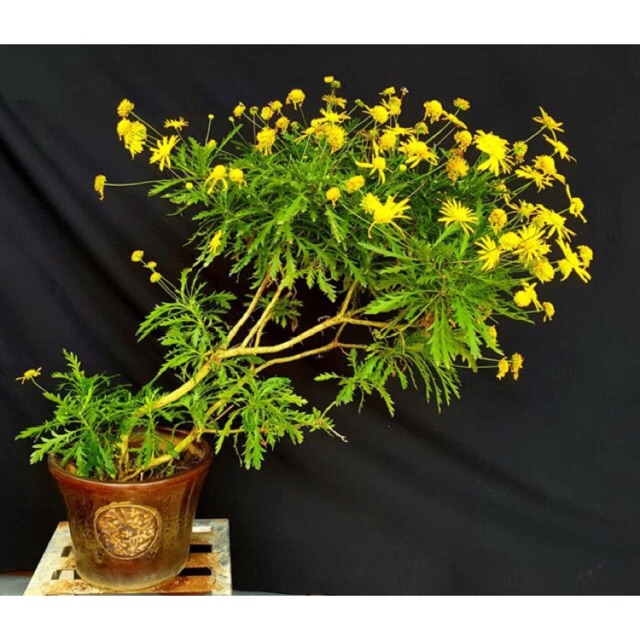 0d72c5fade560a99b29b125bfcad614c