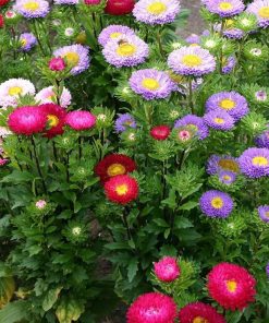 [Bán sỉ] Hạt Giống Hoa Cúc Magic 1kg (1000gr) – Ngũ Sắc Công Chúa, Nở Đẹp Dịp Tết