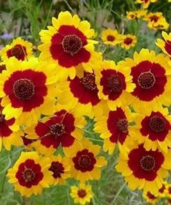 Hạt Giống Hoa Cúc Mắt Rắn 200 hạt – Sắc Hoa Rực Rỡ, Sống Động Cho Khu Vườn