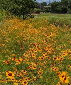 [ Bán sỉ ] Hạt Giống Hoa Cúc Mắt Rắn 1kg (1000gr) – Rudbeckia, Black-eyed Susan, Nguồn Sỉ Chất Lượng