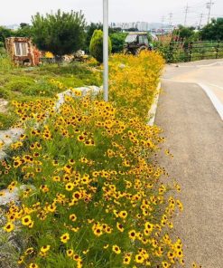 [ Bán sỉ ] Hạt Giống Hoa Cúc Mắt Rắn 100gr – Rudbeckia, Black-eyed Susan, Sắc Vàng Rực Rỡ