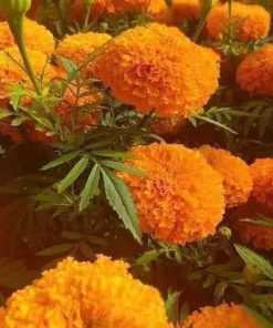 [ Bán sỉ ] Hạt Giống Hoa Cúc Vạn Thọ Vàng Cam 100gr – Hoa To Rực Rỡ, Dễ Trồng, Nảy Mầm Cao