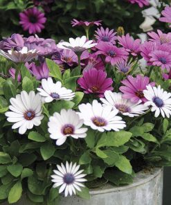 [ Bán sỉ ] Hạt Giống Hoa Cúc Châu Phi 1kg (1000gr) – Bông To Rực Rỡ, Nguồn Sỉ Uy Tín Cho Nhà Vườn & Shop Online