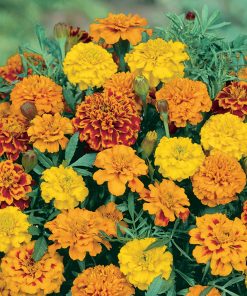 Hạt Giống Hoa Cúc Vạn Thọ Viền Pháp 100 hạt – Hoa Độc Đáo, Viền Hoa Sặc Sỡ, Nảy Mầm Cao