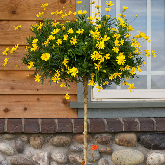 cuc-than-go-1-bbaefdcc-cad0-4bba-bed2-7834f35603e9