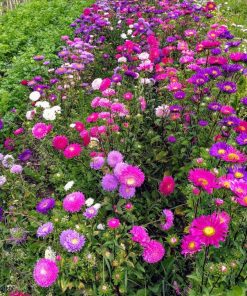 [Bán sỉ] Hạt Giống Hoa Cúc Magic 100gr – Vườn Hoa Nhiều Màu Sắc Cho Không Gian Thêm Rực Rỡ