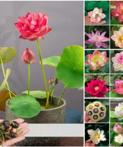 [ Bán sỉ ] Hạt Giống Sen Nhật Mini 1kg (1000gr) – Nguồn Hạt Số Lượng Lớn, Phù Hợp Nhà Vườn & Shop Online