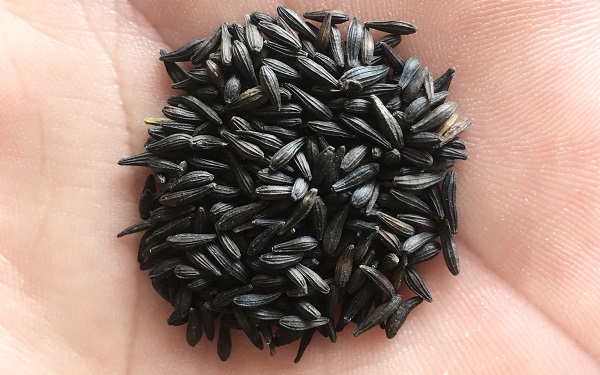 hat-giong-cuc-than-go