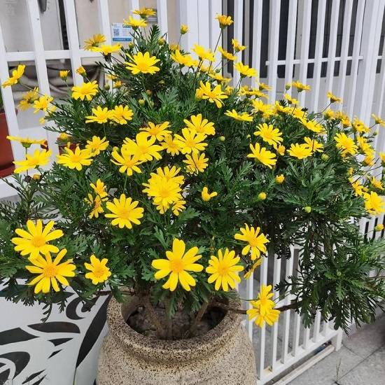 hat-giong-hoa-cuc-than-go-1-550x550