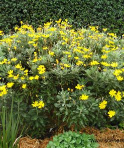 Hạt Giống Cúc Thân Gỗ 1kg (1000gr) – Nguồn Hạt Số Lượng Lớn Cho Shop Online & Nhà Vườn