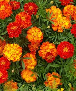 [ Bán sỉ ] Hạt Giống Hoa Cúc Vạn Thọ Viền Pháp 1kg – Hoa Viền Sặc Sỡ, Nảy Mầm Cao, Trồng Quy Mô Lớn