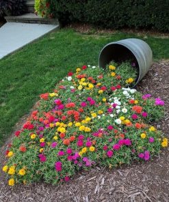 Hạt Giống Mười Giờ Mỹ Mix Màu 100gr – Hoa Sai, Nhiều Màu Rực Rỡ Quanh Năm