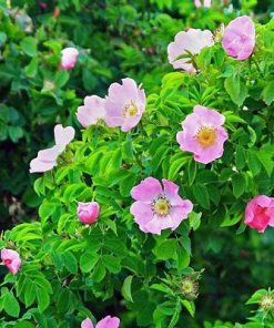 Hạt Giống Hoa Hồng Nhiều Màu – Gieo Trồng Sắc Hoa Rực Rỡ, Trải Nghiệm Thú Vị