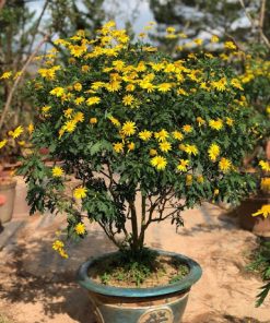 Hạt Giống Cúc Thân Gỗ 100gr – Cây Hoa Lâu Năm, Hoa Vàng Sai Quanh Năm