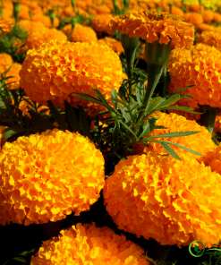 [ Bán sỉ ] Hạt Giống Hoa Cúc Vạn Thọ Vàng Cam 1kg – Hoa Sai Rực Rỡ, Nảy Mầm Cao, Phù Hợp Trồng Quy Mô Lớn